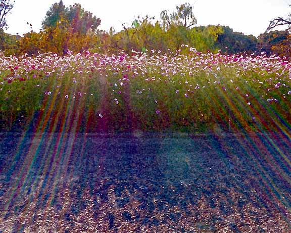 芦屋プラン株式会社 宇治市植物公園